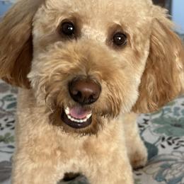 Goldendoodle All Grown Up from Goldendoodle AZ