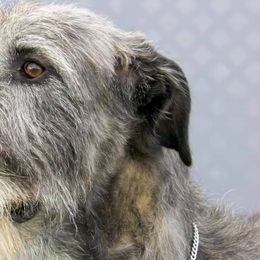 Irish Wolfhound All Grown Up from Salish Irish Wolfhounds