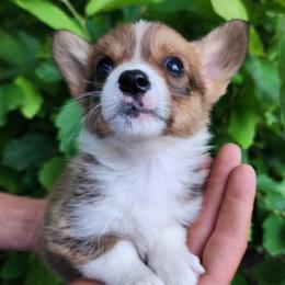 Birch - Sable male Pembroke Welsh Corgi puppy in Sidney, Ohio from Cozy Corgi Ranch
