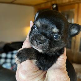 Arrow - Chocolate blue male Chihuahua puppy in Tecumseh, Oklahoma from Callie’s Happy Chihuahuas, Callie’s Happy Treasures LLC