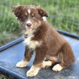 Girl 1 - female Australian Shepherd puppy in Keyser, West Virginia from Heartfelt Hollow Farm