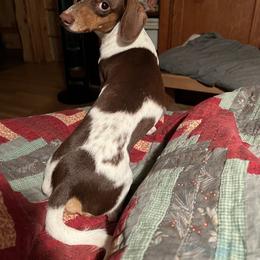 Ranger - Dachshund
