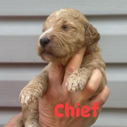 Chief - Apricot male Goldendoodle puppy in Prosperity, Pennsylvania from Stelladoodles & Company