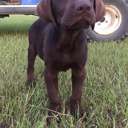 Labrador Retriever Puppies from Palmetto Gun Dogs