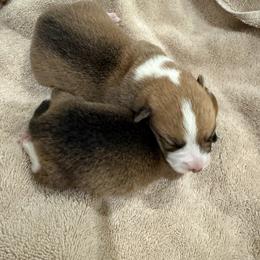 Pembroke Welsh Corgi Puppies from Much Love Fam