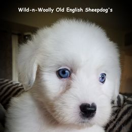 Old English Sheepdog Puppies from Wild-n-Woolly Old English Sheepdogs