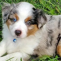 Australian Shepherds and Miniature American Shepherds from River Raine Minis