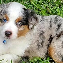 Australian Shepherds and Miniature American Shepherds from River Raine Minis
