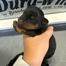 Boy 4 - Black and rust male Rottweiler puppy in Mcminnville, Oregon from JHB Rottweilers