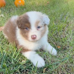 Gala - Red merle female Australian Shepherd puppy in Kearney, Nebraska from Helix Aussies