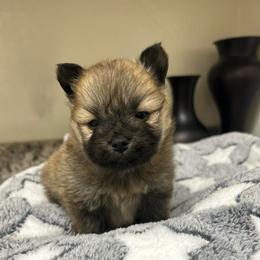 Rosie - Orange sable female Pomeranian puppy in Mc Farland, California from O.M.G_POMS