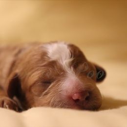 Poodle Puppies from LittleBear Poodles