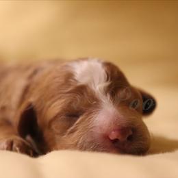 Poodle Puppies from LittleBear Poodles