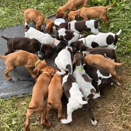 German Shorthaired Pointer and Vizsla Puppies from Pilgrims Trails Shorthairs