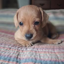 Blondie - Red male Dachshund puppy in Brave, Pennsylvania from Maple Moon Dachshunds