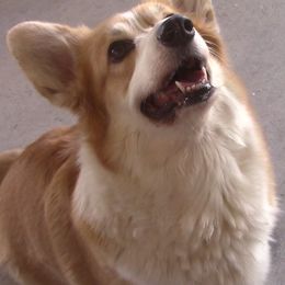 Mina - Pembroke Welsh Corgi