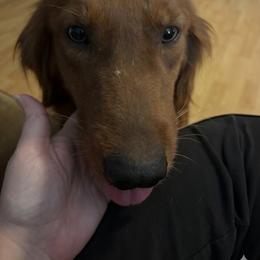 Phoenix - Golden Retriever