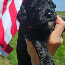 Red collar - Black female Whoodle puppy in O'neill, Nebraska from Willowdale Doodles