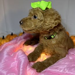 Green Collar Girl - Apricot Goldendoodle puppy in Richmond, Virginia from Kessi Doodles