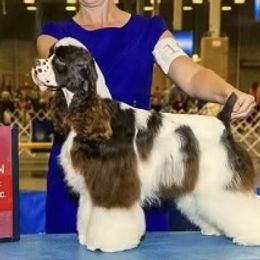 Creed - Cocker Spaniel