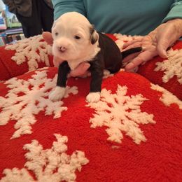 Tibetan Terrier Puppies from Arkeden Tibetan Terriers