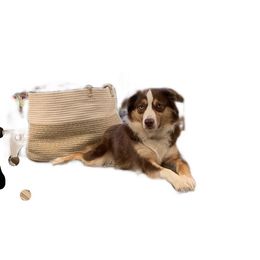 Miniature Australian Shepherd All Grown Up from Diamond Rainbow Aussies