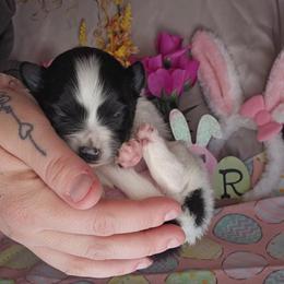 Girl 3 - Black parti female Pomeranian puppy in Newport News, Virginia from Itty Bitty Poms