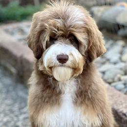 Natty - Australian Labradoodle