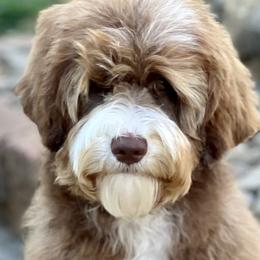 Natty - Australian Labradoodle
