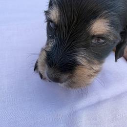 Boy 3 - Black and tan male Dachshund puppy in Hanford, California from Cooper Gals Doxies