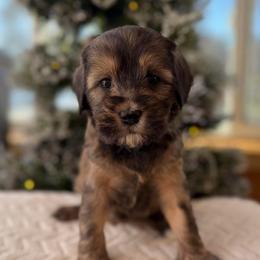 Cinnamon Roll - Parchment female Australian Labradoodle puppy in Londonderry, New Hampshire from Granite State Labradoodles