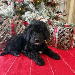 Peter - Black male Goldendoodle puppy in Norman, Oklahoma from Wilson Family Companions