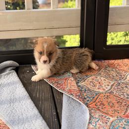 Sanjai - Red male Pembroke Welsh Corgi puppy in Snellville, Georgia from Laur's Classic Corgis