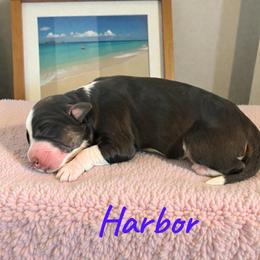 Harbor - Black tri-color female Aussiedoodle puppy in Ellenburg Center, New York from Kristin's Puppies