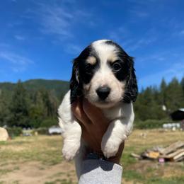 Burrata - Piebald female Dachshund puppy in Rogue River, Oregon from Bear Feet Dachshunds