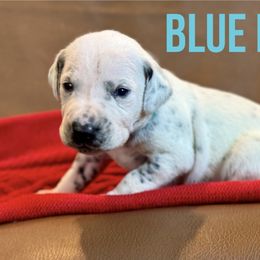 Dalmatian Puppies from Macey’s pups