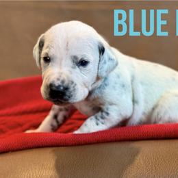 Dalmatian Puppies from Macey’s pups