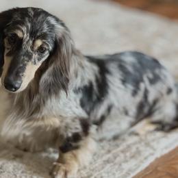 Dachshunds from Hidden Creek Dachshunds