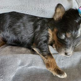 Jeepers - Tri-color female Bernedoodle puppy in Camden, North Carolina from Oopsie Doodles of NC