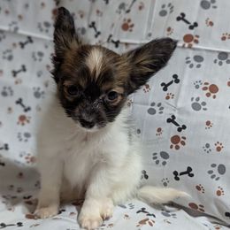 Girl 2 - Red white and sable female Papillon puppy in Joshua, Texas from Summertime Kennels
