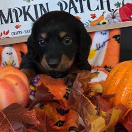 Acorn - Black and tan male Dachshund puppy in Bay Springs, Mississippi from JV'S Little Legends Dashounds