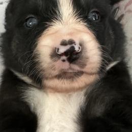Miniature Australian Shepherd Puppies from Elsa’s lil Wiggle Butts