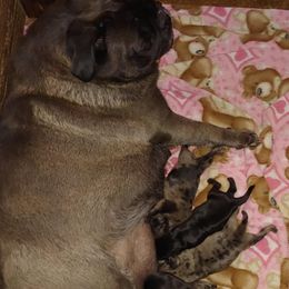 Pug Puppies from Brenda's Pugs