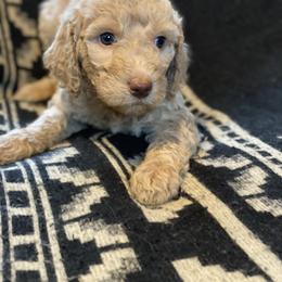 Frankie (Purple Coller) - Caramel cream female Labradoodle puppy in Toledo, Washington from Bigfoot Doodles