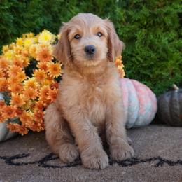 Keith - Red  male Goldendoodle puppy in Shipshewana, Indiana from Home Raised Cockapoos