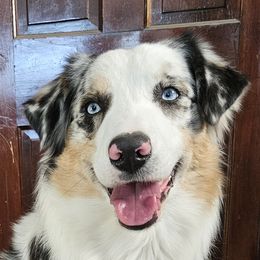 Rover - Australian Shepherd