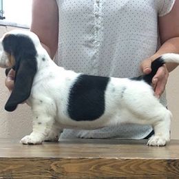 Basset Hound Puppies from Out West Bassets
