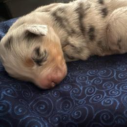 Jasmine - Blue merle female Australian Shepherd puppy in Albertville, Alabama from Salt Creek Aussies