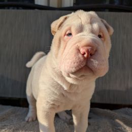 Polar - White male Chinese Shar-Pei puppy in Autryville, North Carolina from T&D'S Razen Wrinkles Shar-pei