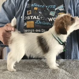 Russell Terrier Puppies from Briarwood Creek Russell Terriers